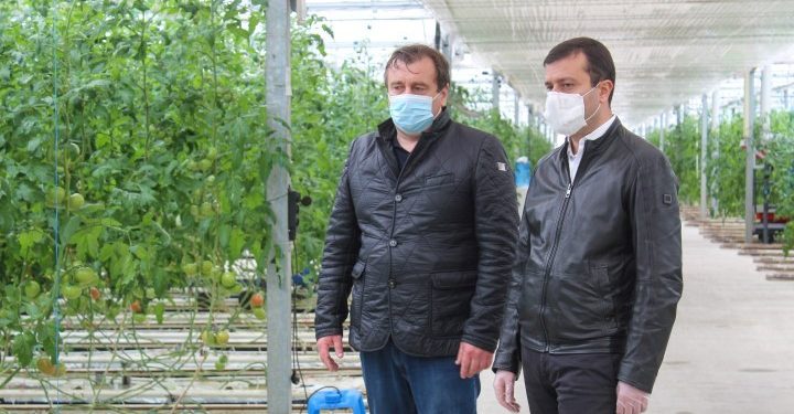 ბერბუკში მდებარე პომიდვრის სათბური შეუფერხებლად განაგრძობს საქმიანობას