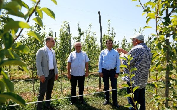 სოფელ მეჯვრისხევში, სახელმწიფო პროგრამით „დანერგე მომავალი“ გაშენებულ ბაღში პირველ მოსავალს ელოდებიან