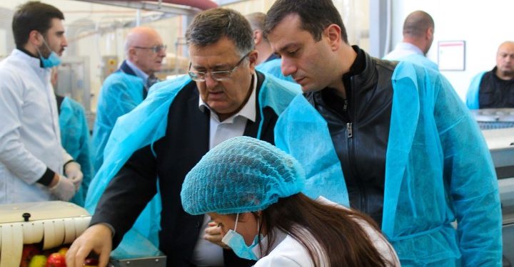 ვაშლის მოსავლის აღება აქტიურ ფაზაში შედის