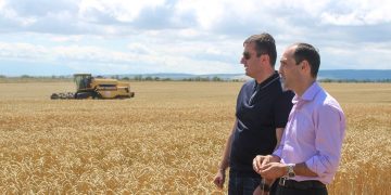 შიდა ქართლში მარცვლეული კულტურის აღების პროცესი დაიწყო