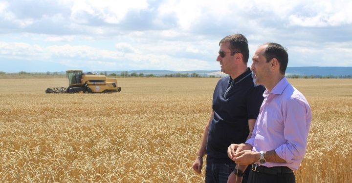 შიდა ქართლში მარცვლეული კულტურის აღების პროცესი დაიწყო