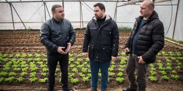 ქარელის რაიონში ახალი სასათბურე მეურნეობა მოეწყო