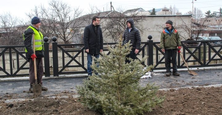 გოგებაშვილის ქუჩაზე გამწვანების სამუშაოები მიმდინარეობს