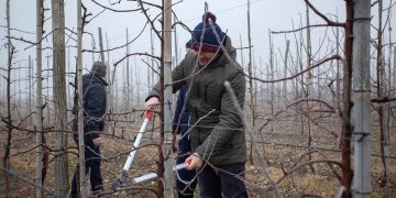 “ერთიანი აგროპროექტის” ფარგლებში საოკუპაციო ხაზთან ახალი ხეხილის ბაღები გაშენდა