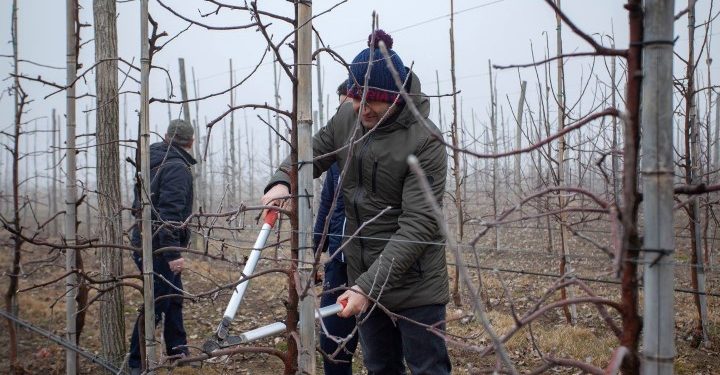 “ერთიანი აგროპროექტის” ფარგლებში საოკუპაციო ხაზთან ახალი ხეხილის ბაღები გაშენდა