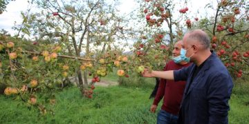 სეტყვისგან დაზარალებული ხოვლელი ფერმერები ხილის გადამამუშავებელ საწამოებში ვაშლის ჩაბარებას დღეიდანვე შეძლებენ