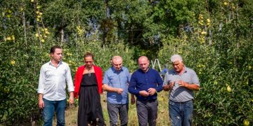 „დანერგე მომავალის“ ფარგლებში გაშენებულ ბაღებში მოსავალს იღებენ