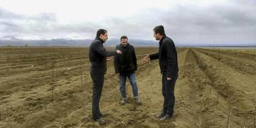 საოკუპაციო ხაზის გასწვრივ ახალი ხეხილის ბაღები გაშენდება