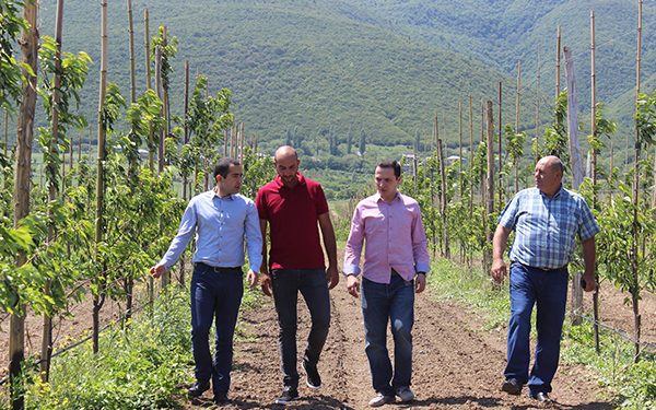 ერთიანი აგროპროექტის ფარგლებში შიდა ქართლის რეგიონში ახალი ხეხილის ბაღი გაშენდა