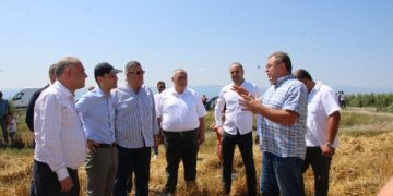 შიდა ქართლის რეგიონში ხორბლის აღების პროცესი აქტიურ ფაზაშია