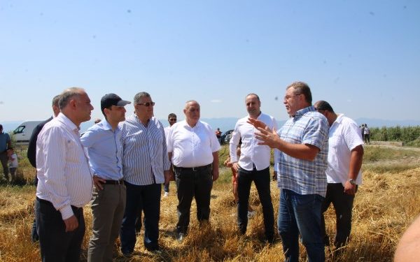 შიდა ქართლის რეგიონში ხორბლის აღების პროცესი აქტიურ ფაზაშია